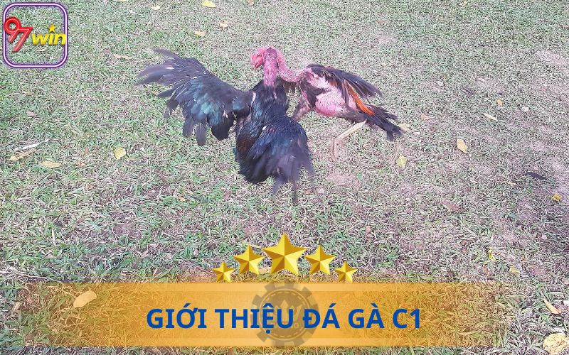 GIỚI THIỆU ĐÁ GÀ C1 TẠI NHÀ CÁI 97WIN